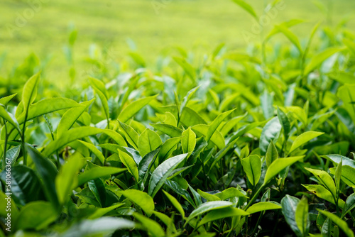 green tea in a tea plantation