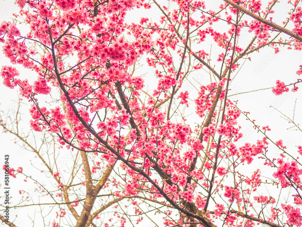 Pink cherry blossom sakura flower blooming with white background in the park or garden. Abstract nature background.