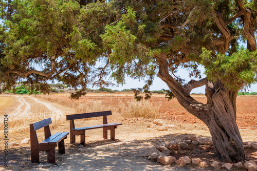 Famous old juniper Tree of Lovers near Ayia Napa on Cyprus. Love tree and two wooden benches in shadow for dating or relaxation at Capo Greco national park. Popular tourists attraction in Agia Napa
