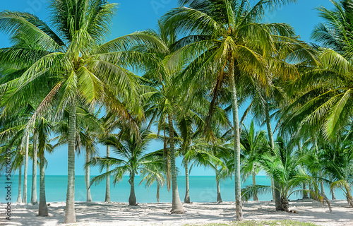 Palm trees hiding blue ocean reefs