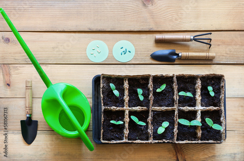 Fresh young seedlings of cucumbers in paper ecological containers, two types of seeds, watering can and gardening tools on wooden table. Spring gardening concept. Flat lay, closeup, copy space