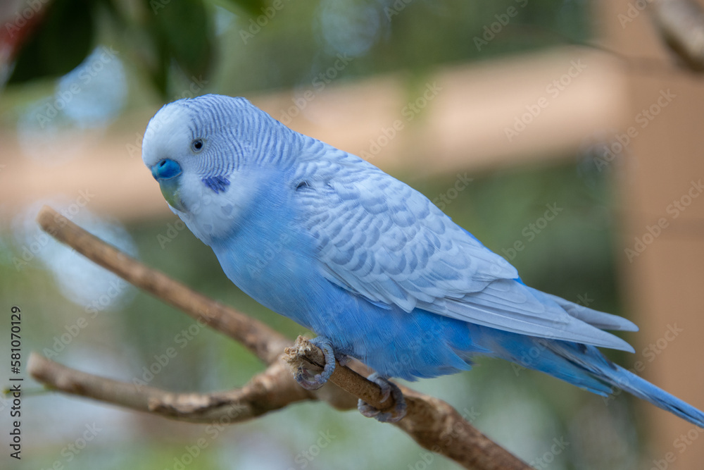 Fototapeta premium Pretty parakeet in an aviary in a protected park in the United States