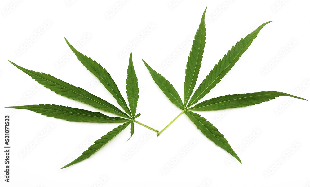 Marijuana leaf, two marijuana leaves on white background Marijuana leaf, two marijuana leaves on white background
