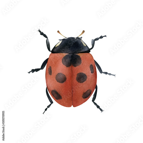 Seven-spot ladybird illustration isolated. Hand-drawn watercolor seven-spotted ladybug. Coccinella septempunctata. Red bug with wings. Coccinellidae beetle. Coleoptera species collection. Insects
