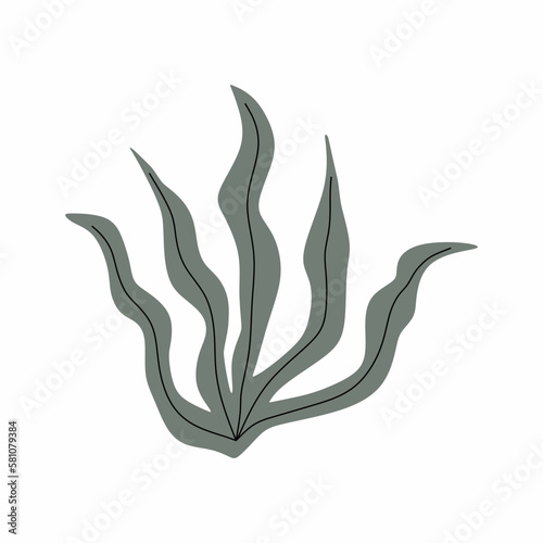 This is a green alga in the sea. Isolated seaweed on white background.