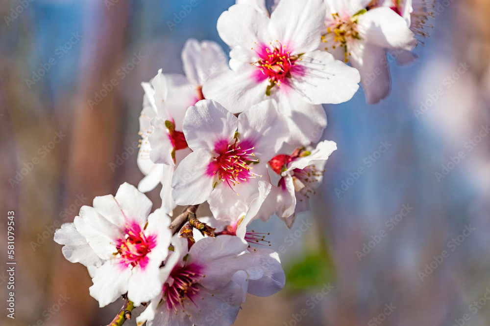 Closeup of beautiful white pink flowers of a blossoming almond tree in an almond garden orchard in a kibbutz in Northern Israel, Galilee in february, Tu Bishvat Jewish holiday Closeup of beautiful white pink flowers of a blossoming almond tree in an almond garden orchard in a kibbutz in Northern Israel, Galilee in february, Tu Bishvat Jewish holiday