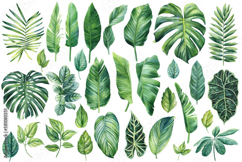 Palm leaves set, watercolor botanical painting. Jungle illustrations, monstera and banana leaf. Tropical green plant.