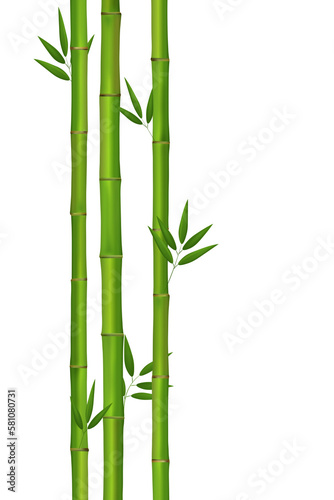 Bamboo wallpaper with text space on white transparent background  Vector illustration