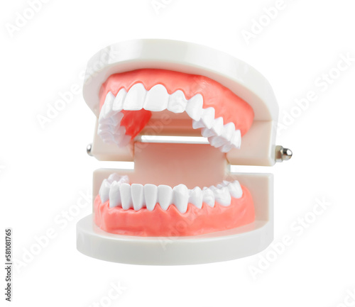 Close up the teeth model with red gum on white background, Save clipping path. Oral cavity care concept