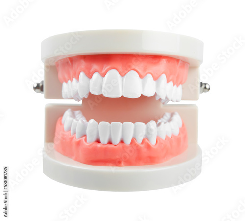 Close up the teeth model with red gum on white background, Save clipping path. Oral cavity care concept