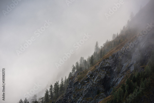 Pointy trees silhouettes on mountainside in low clouds. Coniferous forest in hillside in mysterious fog at early morning. Misty mountain scenery with fir tops in golden sunlight. Fading autumn colors.