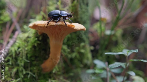 Dor beetle (Anoplotrupes stercorosus) walks on a yellow mushroom in the forest. Macro wildlife scene.
