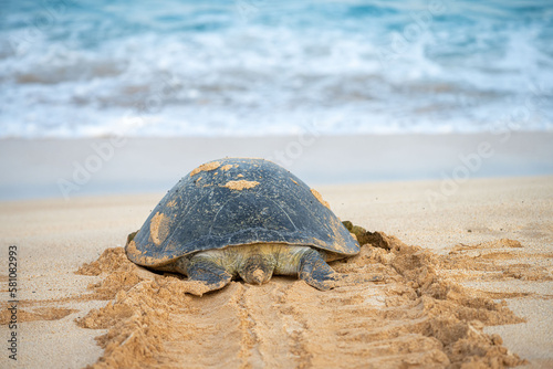 A green sea turtle returns to the ocean after laying eggs, Ascension island.