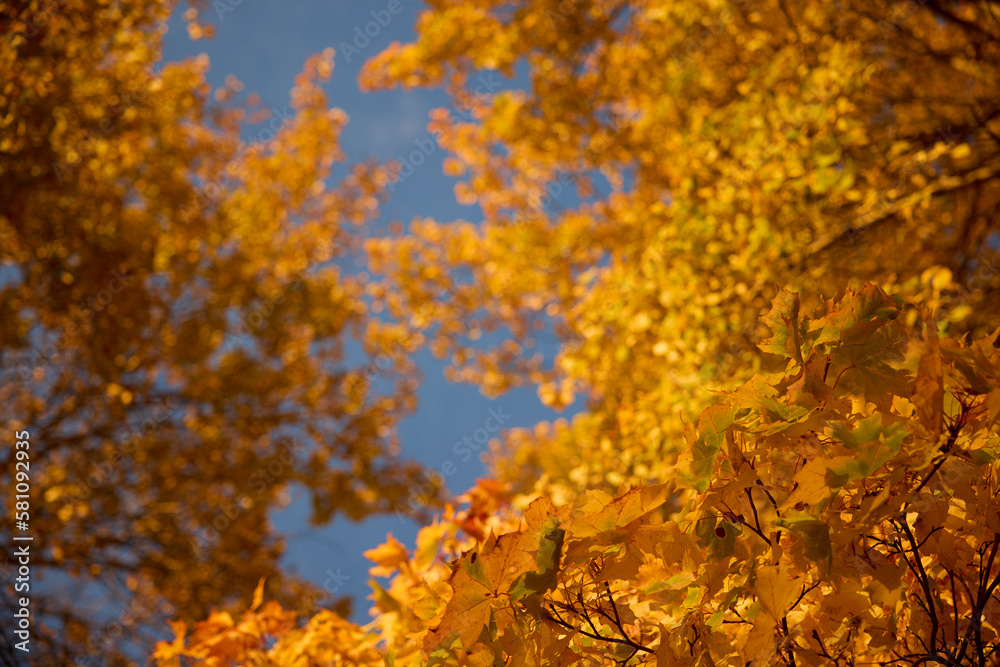 Autumn trees against blue sky Autumn trees against blue sky