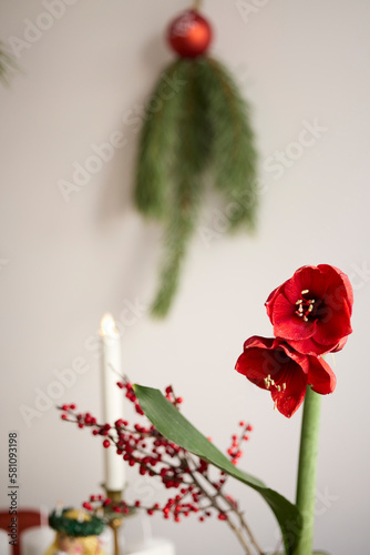 Red amaryllis flower with christmas decoration in background