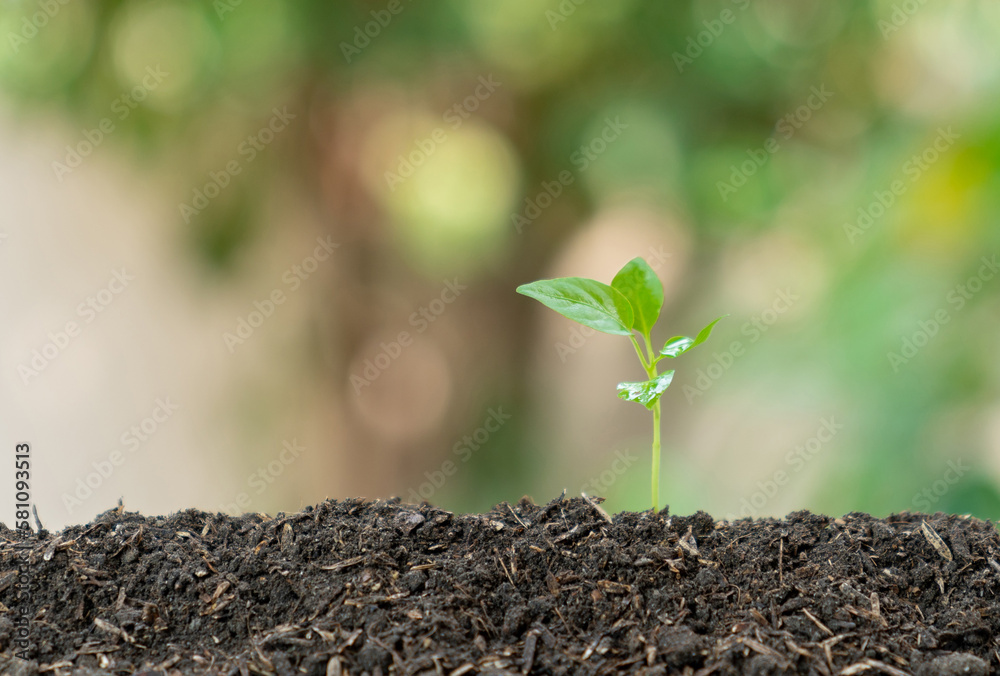 Fototapeta premium Small tree growing with sunshine in garden..