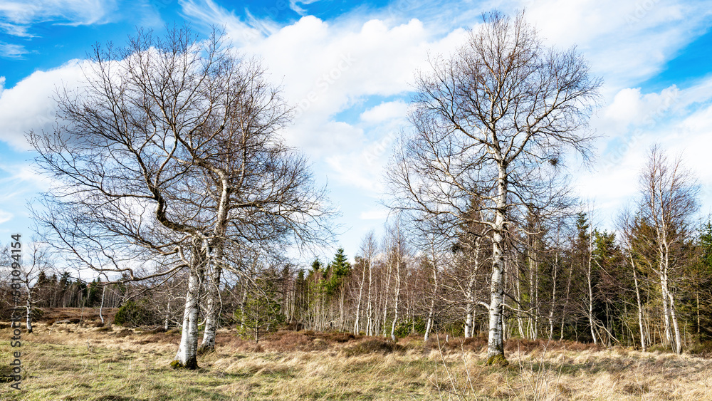 Forest Black Forest banner background - Mystical old birch and fir trees landscape with blue cloudy sky