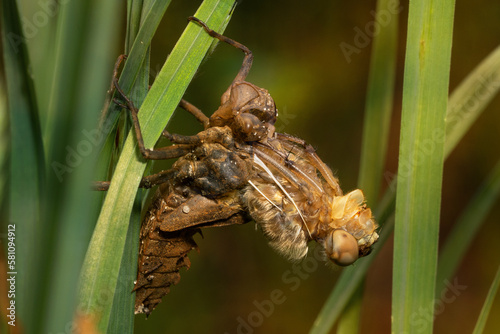 Birth of a dragonfly, macro.  Dragonfly metamorphosis. The Eurasian baskettail ( Epitheca bimaculata). The adult dragonfly crawls out of its larval skin, the exuvia.