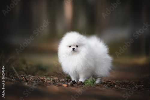 white pomeranian spitz puppy standing in the forest