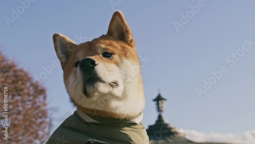 Shiba Inu in sitting in the city of Dresden with the silhouette of Dresden Skyline in the background