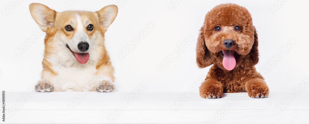Obraz premium Funny portrait dog corgi and toy poodle breed on white table. Lovely fluffy cat licking lips. Free space for text. Mockup for your product. Gray background.