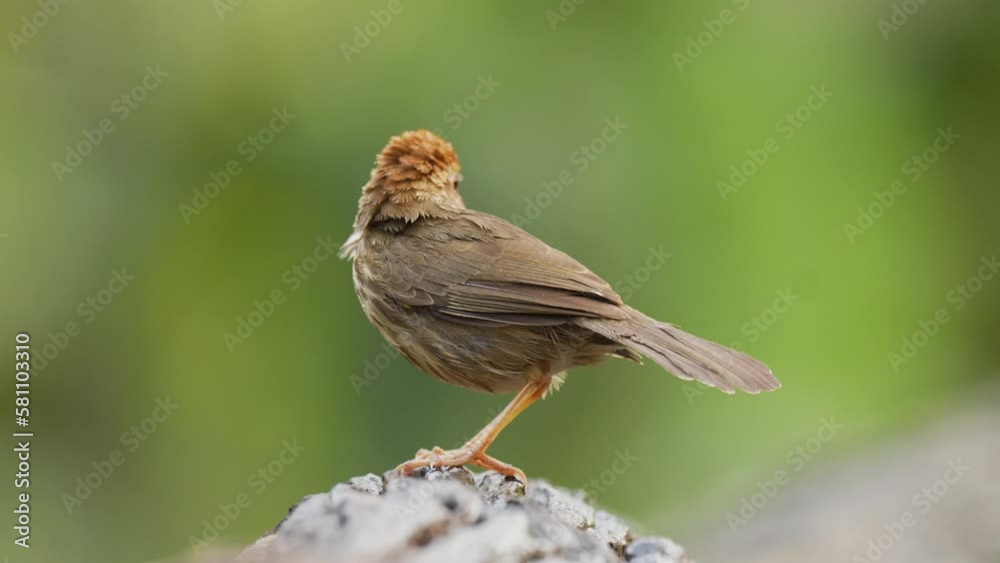 puff-throated babbler , spotted babbler Bird watching in forest puff-throated babbler , spotted babbler Bird watching in forest