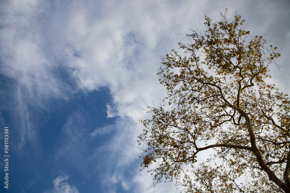 blue sky with trees in background blue sky background with clouds. Beautiful sunset sky above clouds with dramatic light. Fluffy clouds at sunset blue sky with trees in background blue sky background with clouds. Beautiful sunset sky above clouds with dramatic light. Fluffy clouds at sunset