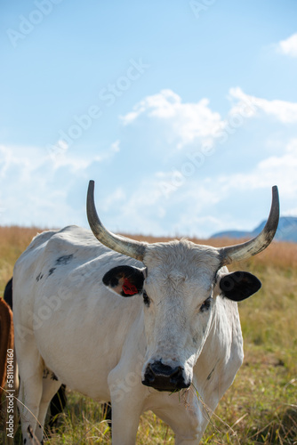 Nguni bull standing in a meadow in Africa