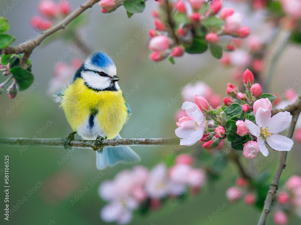 Obraz premium bright azure songbird in spring blooming garden sitting on a branch of an apple tree with pink buds
