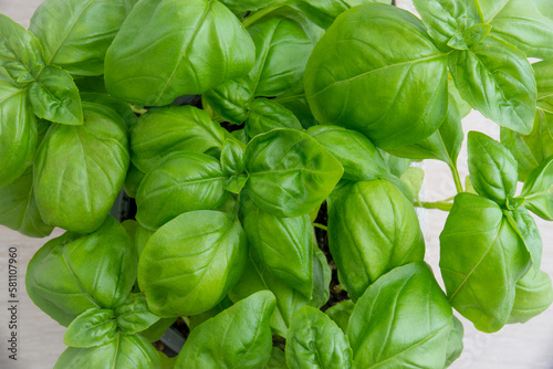 fresh basil with green leaves, close up of herbs for cooking