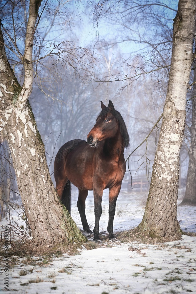 Pferd im Schnee