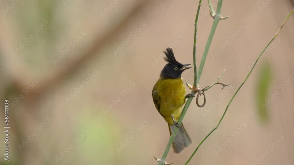 Black-capped Bulbul perched on a branch . Black-capped Bulbul perched on a branch .