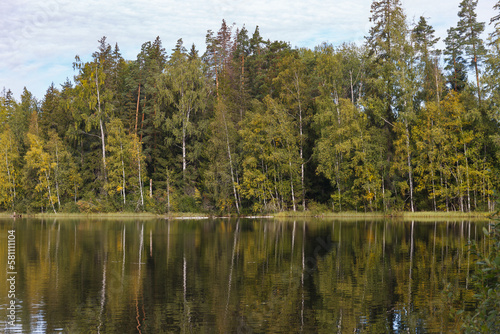 Reflection in the water of a forest, calm lake, summer time