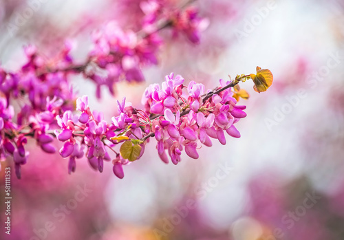 Tableau sur toile Cercis siliquastrum or Judas tree, ornamental tree blooming with beautiful pink colored flowers