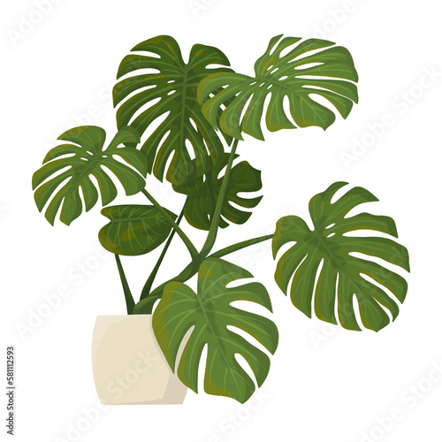 Illustration Monstera Plante Verte 6