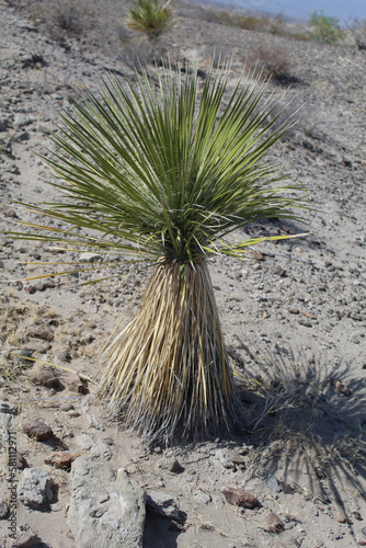 Beaker yucca at Big Bend National Park in west Texas