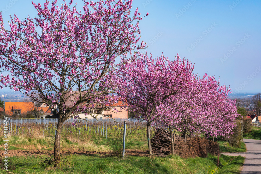 Beautiful pink blooming almond trees along a path near Edenkobemn/Germany in the Palatinate