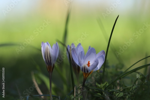 fiori bianchi di crocus © Simona