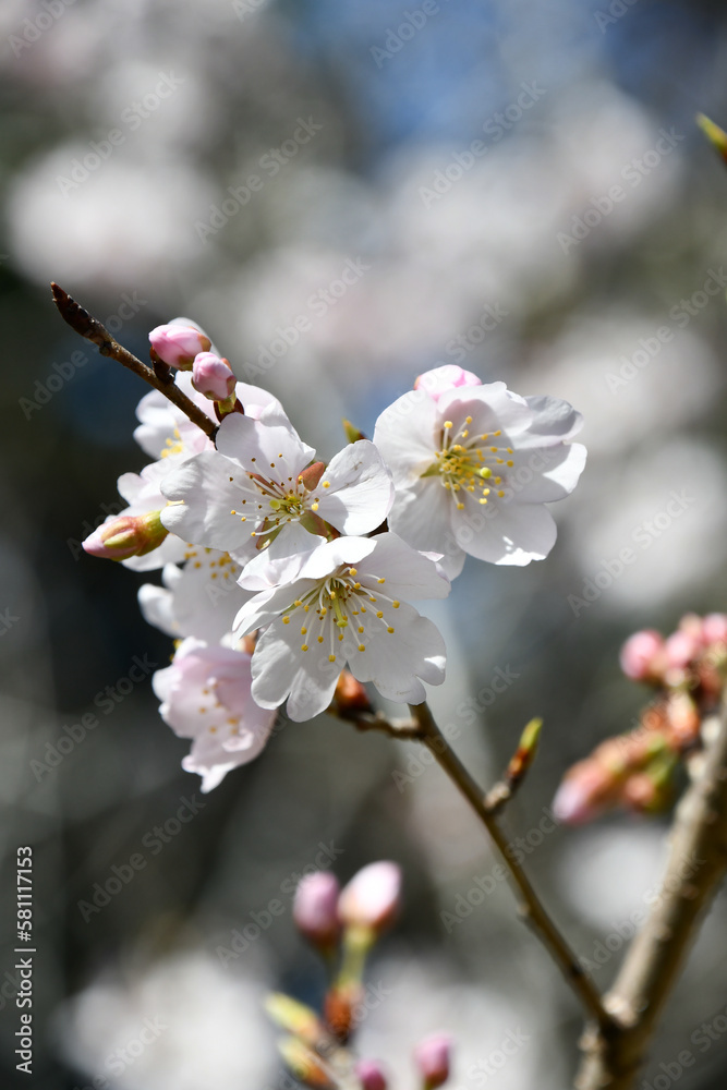 桜（ソメイヨシノとシナオウトウの交配種）