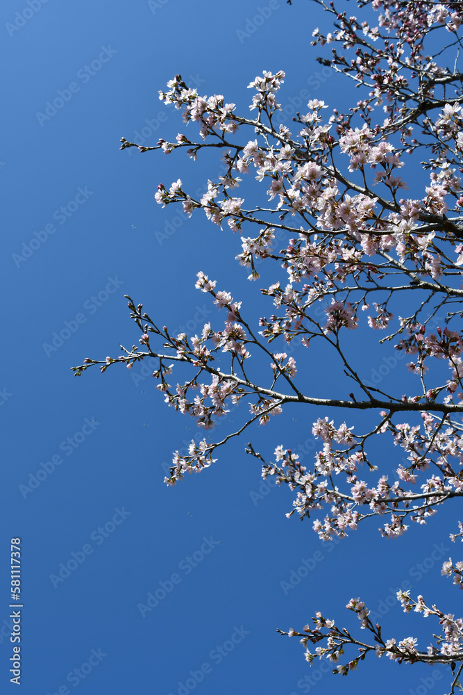 桜（ソメイヨシノとシナオウトウの交配種）