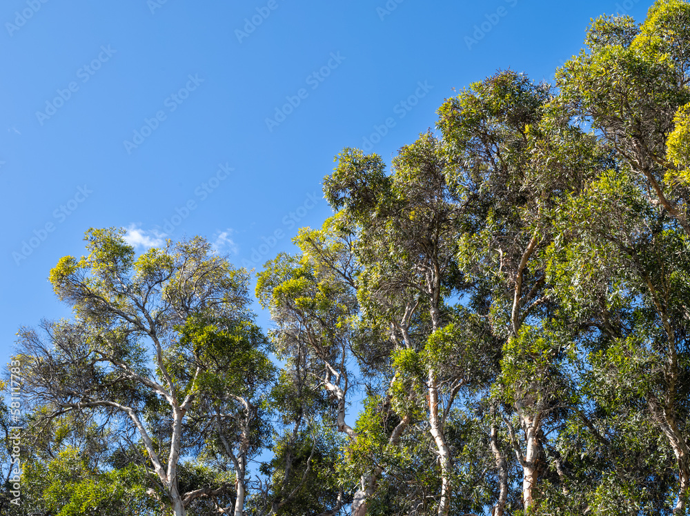 Eucalyptus Trees under Blue Sky at Punchbowl Crater, Hawaii. Eucalyptus Trees under Blue Sky at Punchbowl Crater, Hawaii.