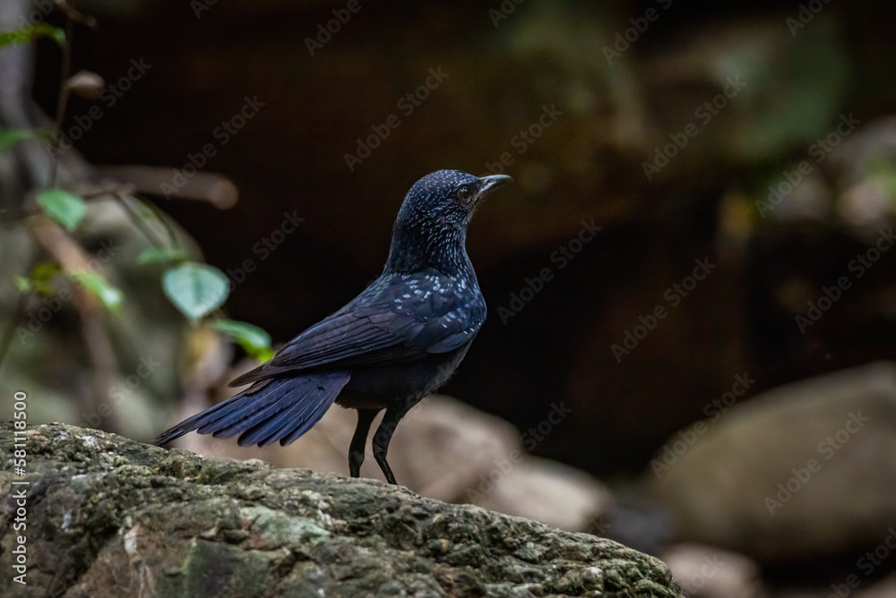 Naklejka premium Blue Whistling-Thrush, Beautiful bird in Thailand.