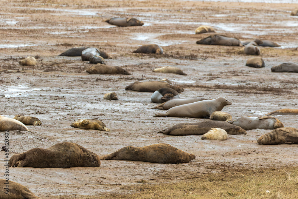 Obraz premium Grey Seals on a Beach