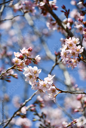 啓翁桜