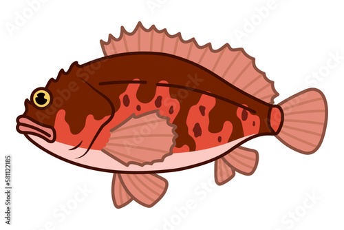 カサゴ