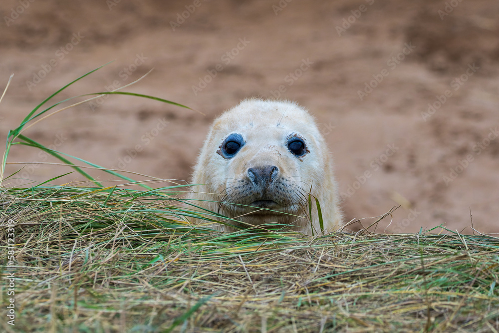 Fototapeta premium Young White Grey Seal Pup