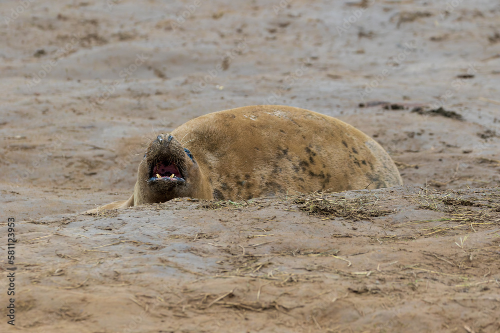 Fototapeta premium Grey Seal Cow in the Dunes