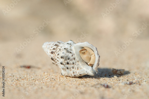 Canvas Print Hermit crab (Paguroidea) hides in a suitable shell on a sandy the beach