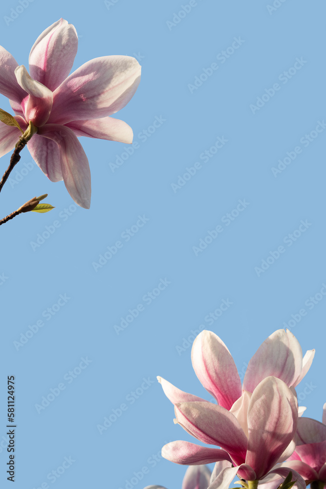 Fototapeta premium Spring banner with magnolia flowers on a background of blue sky with sunny light
