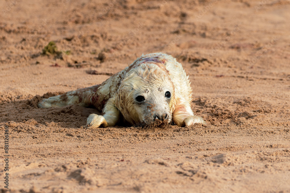 Fototapeta premium Young White Grey Seal Pup